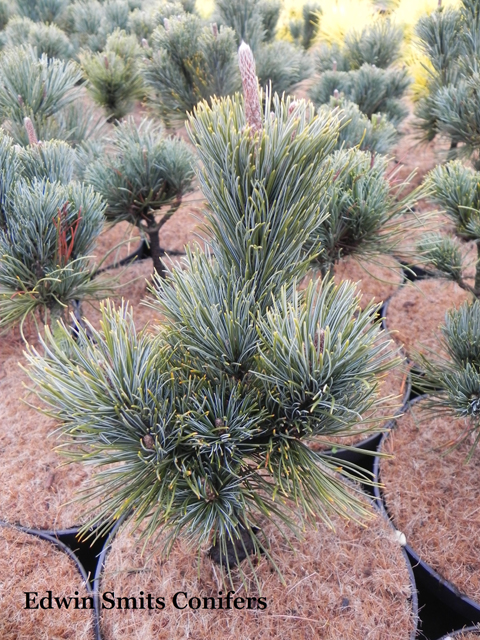 Pinus pumila 'Blue Mops'